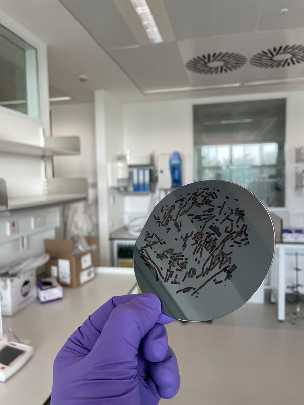 Brain sections on silicon wafer