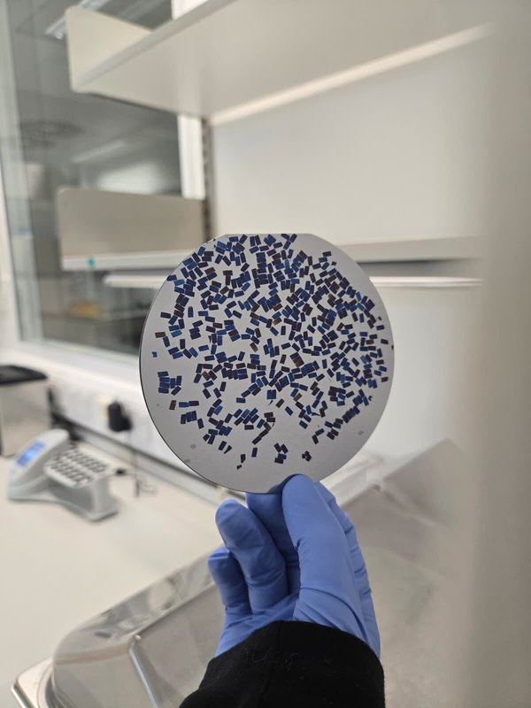 Brain sections on silicon wafer
