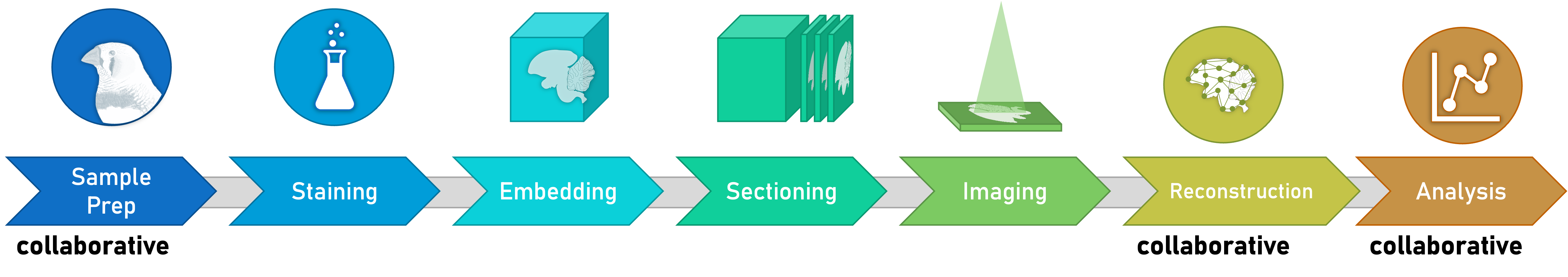 Connectome project workflow: sample prep, staining, embedding, sectioning, imaging, reconstruction, analysis