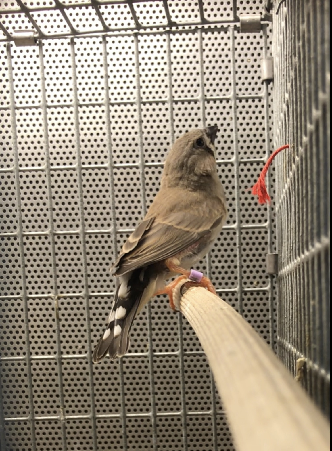 Zebra finch in recording cage